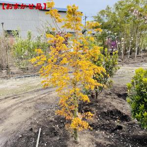 イロハモミジ　単幹 イロハモミジ 株立 樹高2.0m前後(根鉢含まず） シンボルツリー