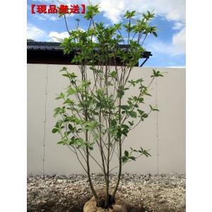 ヒメシャラ 9本株立ち 約2.5m 現品発送 一点物 豪華株 ヒメシャラ 9本株立ち 約2.5m 現品発送 一点物 豪華株
