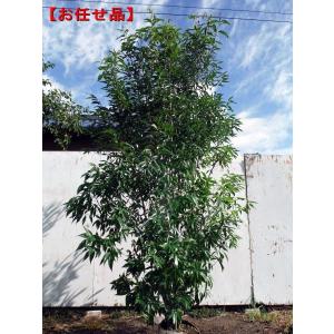 白樫巨木❗️珍しい大きさ‼️ シラカシ（白樫）