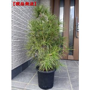 現品発送 コウヤマキ(高野槙、高野槇) 樹高1.5-1.6m(根鉢含まず