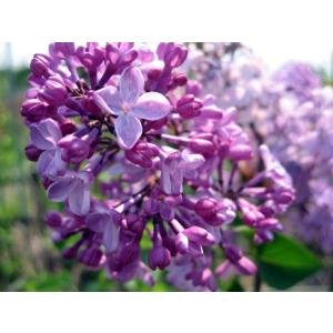 ライラック 紫花 苗 苗木 リラの木 7号 樹...の詳細画像2