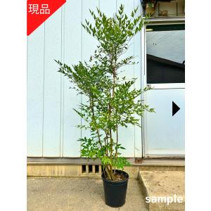 生産者直送］ギンモクセイ 銀木犀 樹高約1.5m 送料無料 庭木