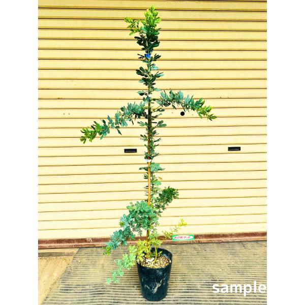 ミモザアカシア 6号 1.0m(鉢底から) ギンヨウアカシア 銀葉アカシア あかしあ シンボルツリー...