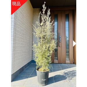 メラレウカ レッドジェム 樹高1.5m以上(鉢底から）9号ポット シンボル