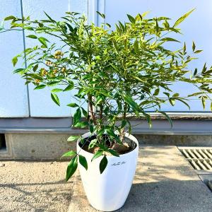 国産 オリーブ シプレッシーノ cipressino 現品 植木 庭木 大型 約