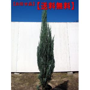 コニファー ブルーエンジェル 常緑樹の植木 庭木 の商品一覧 苗木 植木 花 ガーデニング 通販 Yahoo ショッピング