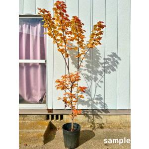 現品発送 コハウチワカエデ 単木 樹高2.3-2.4m(根鉢含まず) 紅葉