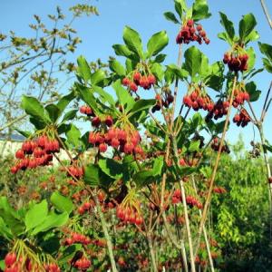 ベニサラサドウダンツツジ(紅更紗ドウダン) 樹...の詳細画像1