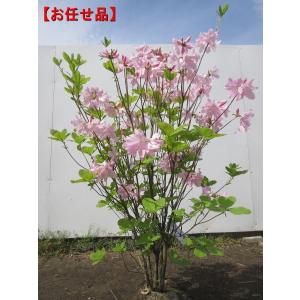 シロヤシオツツジ 良形良株 : 横の植木屋さん - 通販 - Yahoo!ショッピング