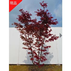 現品発送 野村モミジ ノムラモミジ 株立ち 樹高1.7-1.9m(根鉢含まず