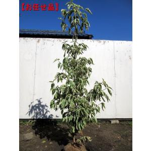 エゴの木 株立ち 約1.7m エゴノキ 美樹形株 特大株 植木 苗木 規格販売