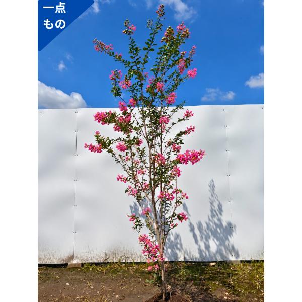 サルスベリ 株立ち 一点もの 百日紅 桃花 ピンク花  樹高2.2m(根鉢含まず) 苗木 苗 シンボ...