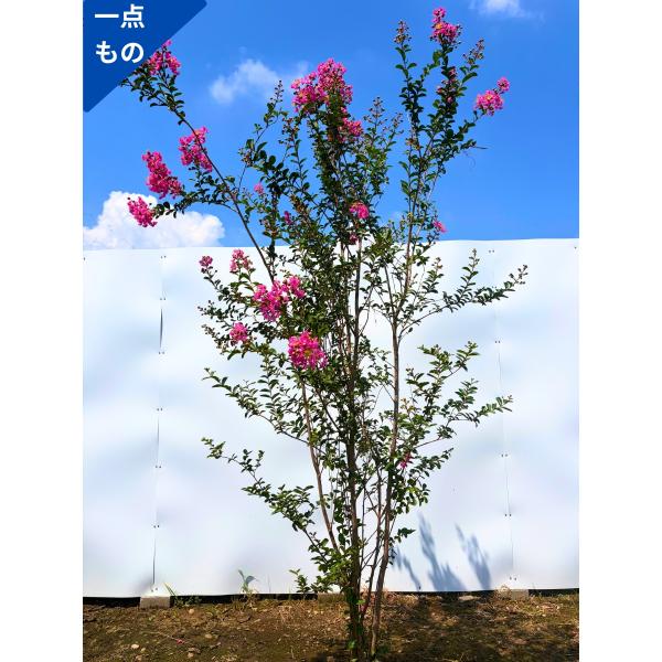 サルスベリ 株立ち 一点もの 百日紅 桃花 ピンク花  樹高2.0m(根鉢含まず) 苗木 苗 シンボ...
