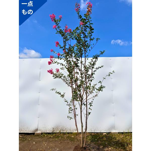 サルスベリ 株立ち 一点もの 百日紅 桃花 ピンク花  樹高2.1m(根鉢含まず) 苗木 苗 シンボ...