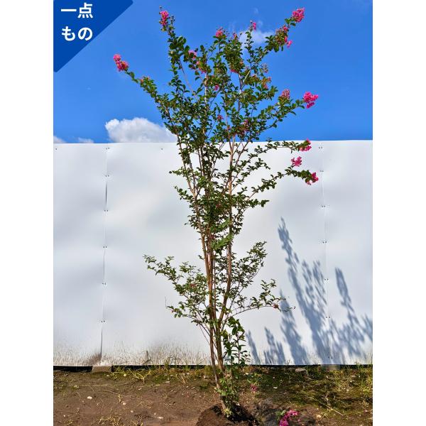 サルスベリ 株立ち 一点もの 百日紅 桃花 ピンク花  樹高2.2m(根鉢含まず) 苗木 苗 シンボ...
