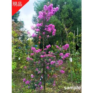 サルスベリ　百日紅　植木　紫 サルスベリ　百日紅　植木　紫