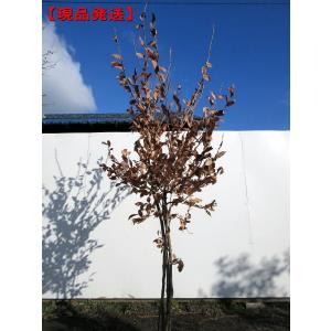 ヤマコウバシ/良形株【現品発送】管理70763 現品発送 ヤマコウバシ 株立 樹高1.9-2.1m(根鉢含まず） シンボル