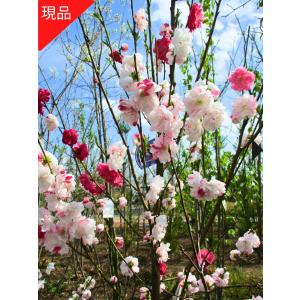 花桃(ハナモモ)源平(ゲンペイ) 咲き分け 樹高2.0m前後(根鉢含まず