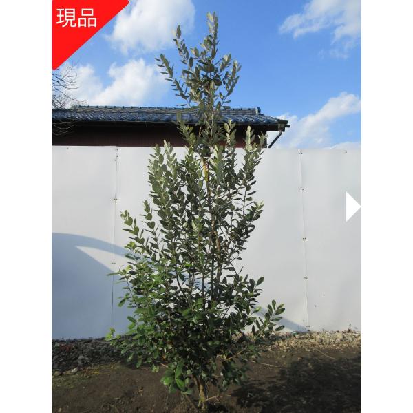 現品発送 フェイジョア アポロ 実のなる特大サイズ！樹高1.7-1.8m(根鉢含まず） シンボルツリ...