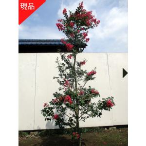 クリスマスローズ開花株 DDホワイトアフロディーテ 243 現品限り