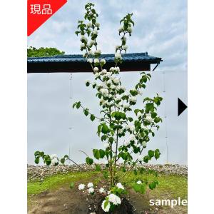 現品発送 オオデマリ 白花 高さ1.4-1.7m(根鉢含まず) 苗木 苗 花木 庭木 植木 落葉樹 落葉低木 爆買