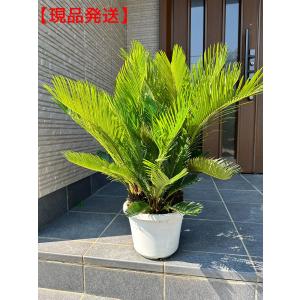 現品発送 ソテツ 3本植え 蘇鉄 8号鉢 シンボルツリー 庭木 植木 常緑樹