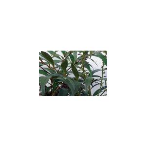 マホニアコンフーサ 5本セット(細葉ヒイラギナ...の詳細画像1