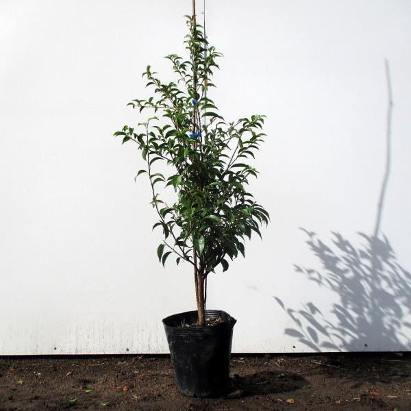 常緑エゴノキ 7号(21cm)ポット 樹高80前後(鉢底から） シンボルツリー 庭木 植木 常緑樹 ...