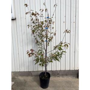 常緑エゴノキ 7号(21cm)ポット 樹高80...の詳細画像1