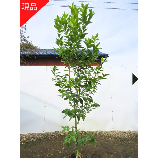 実つき-現品発送 超特大 リスボン レモンの木 樹高2.2m-2.5m(根鉢含まず)  シンボルツリ...