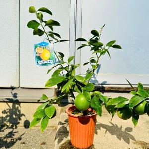 レモンの木 5号 マイヤーレモン 樹高50cm...の詳細画像2