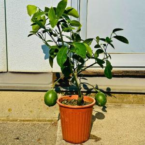 レモンの木 5号 マイヤーレモン 樹高50cm...の詳細画像1