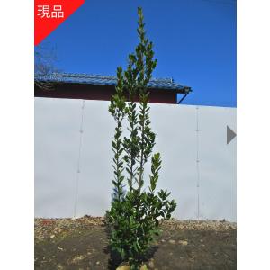 現品530B】ケイパレス（矮性・直立性タイサンボク）7号 : 日本ライン