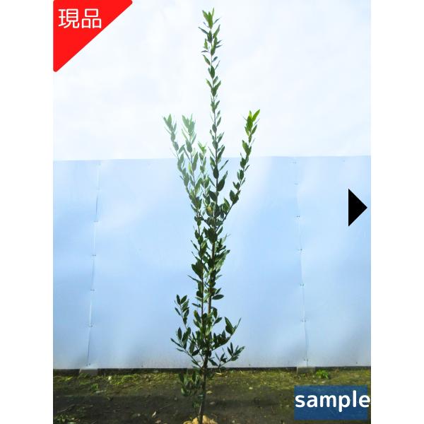 現品発送 ゲッケイジュ 月桂樹 樹高2.0-2.3m(根鉢含まず) シンボルツリー 苗木 苗 庭木 ...