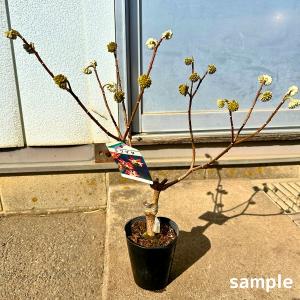 ジャンボミツマタ 約1.2m 現品発送 特大植木苗木大苗 三又 三つ又