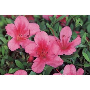 6本セット サツキツツジ(五月ツツジ) 大盃（オオサカズキ）ピンク花