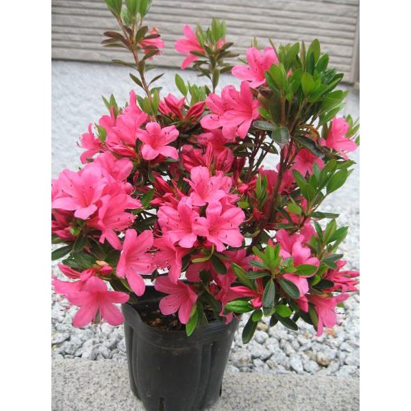 12本セット サツキツツジ(五月ツツジ)  伊勢路紅(イセジベニ) 赤花一重 約0.3m(根鉢含む)...