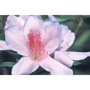 12本セット ヒラドツツジ(平戸ツツジ) 桃花一重（モモバナヒトエ） 約0.3m(根鉢含む) 常緑低木 常緑樹 花木 低い生け垣 生垣 爆買