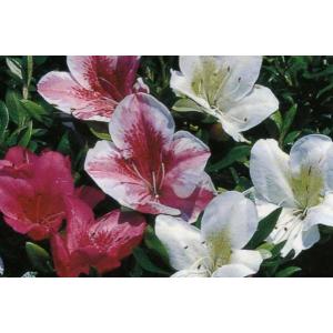 みごとなソテツ　8号　50センチ　現品 ソテツ（8号） | 株式会社中島造園_EC