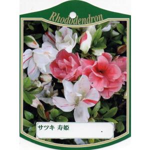 12本セット サツキツツジ(五月ツツジ)  寿姫（コトブキヒメ） 約0.3m(根鉢含む) 常緑低木 ...