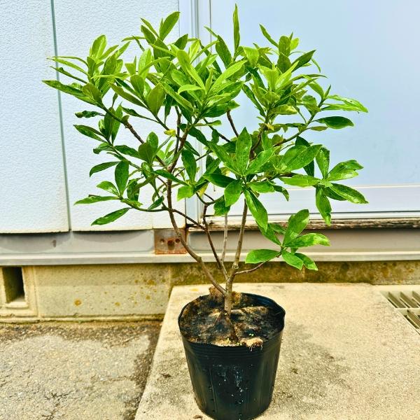 大きめ 沈丁花 ジンチョウゲ 赤花 か 白花 6号 60cm前後(鉢底から) 苗木 花木 庭木 植木...