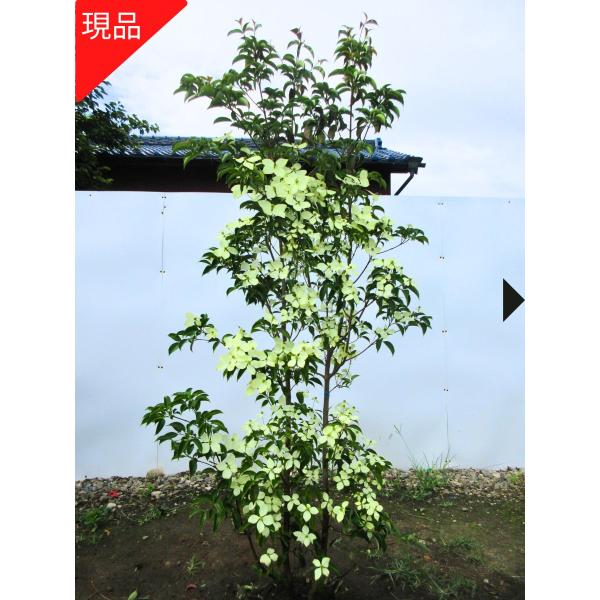 現品発送 常緑ヤマボウシ ホンコンエンシス(月光) 株立 樹高1.8-2.0m(根鉢含まず）庭木 植...