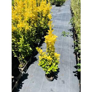 現品発送 ゲッケイジュ 月桂樹 樹高2.0-2.3m(根鉢含まず) シンボル