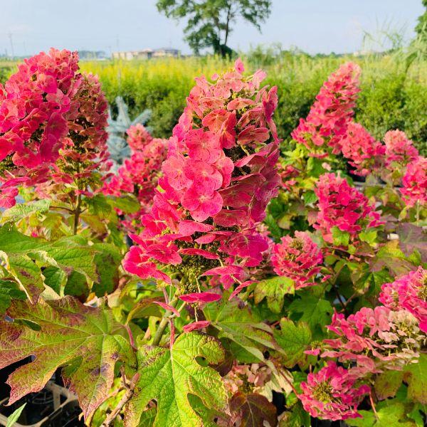 カシワバアジサイ ルビースリッパーズ 7号 鉢カバー 白花から赤花 紅花 花木 庭木 植木 落葉樹 ...