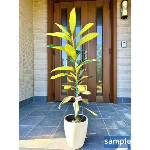 クイーン長崎 接木苗】 ビワ [果樹苗木 枇杷 びわ] : ガーデン