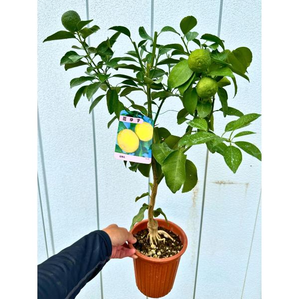 1個実付き ユズ（柚子）の苗木 5号 樹高50cm（鉢底から）花柚子 花ゆず 果樹苗 接ぎ木苗 鉢植...