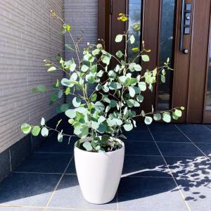 ユーカリ(ポポラス) 7号 株立ち 丸葉ユーカ...の詳細画像1