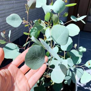 ユーカリ(ポポラス) 7号 株立ち 丸葉ユーカ...の詳細画像2