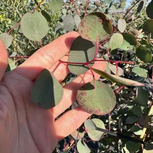 ユーカリ(ポポラス) 7号 株立ち 丸葉ユーカ...の詳細画像3