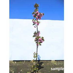 サクラ 河津桜 (カワヅザクラ) 樹高1.8〜2.0m前後(根鉢含まず) 単品